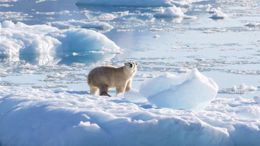Polar Bear