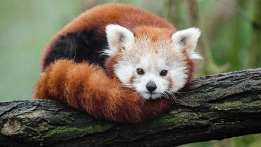 fire_fox.jpg