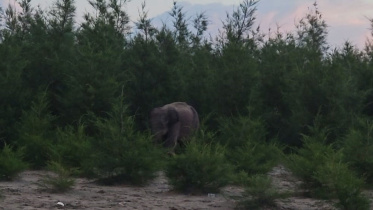 baby-elephant.jpg