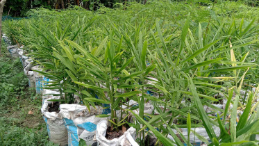 আদা চাষ