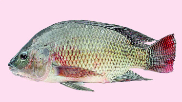 telaapiyyaa-01.jpg