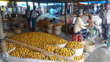 bagerhat_supari_photo_8.jpg