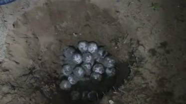 কাছিম