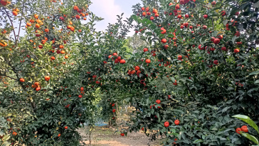 কমলা