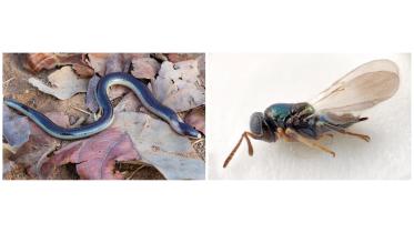 species.jpg