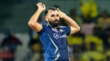 shami.jpg