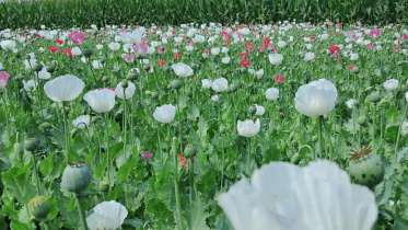 popy_cultivation.jpg