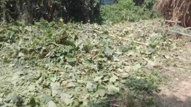 সবজি.jpeg
