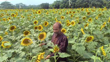 sun_flower_24apr24.jpg