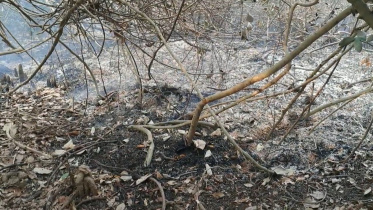 sundarbans.jpg