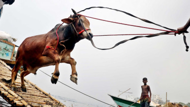 cow.jpg