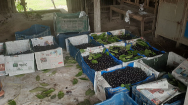 rajbari_blackberry.jpg