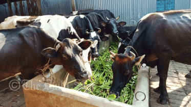 কারফিউ