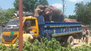 elephant.jpeg