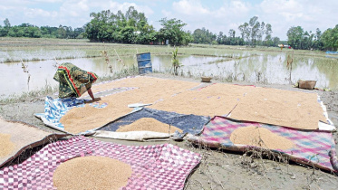 paddy_cultivation.jpg