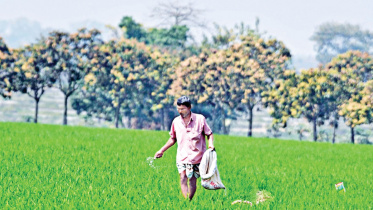 urea_fertilizer.jpg