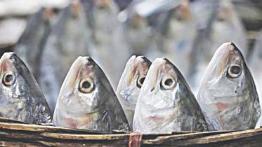 ইলিশ