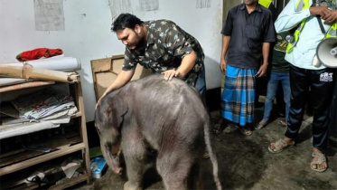 elephant_cub.jpg