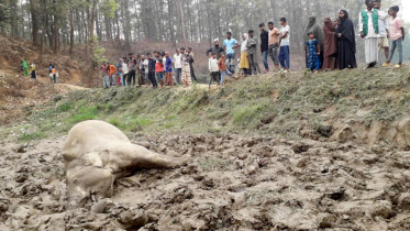 elephant_21mar25.jpg