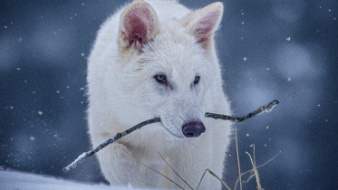 08hs-direwolf-01-wgjm-googlefourbythree.jpg