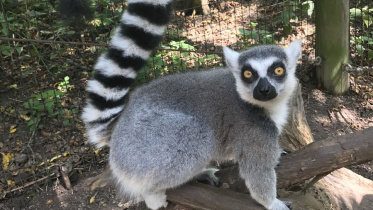 lemur_8apr25.jpg
