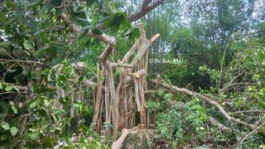 banyan.jpg