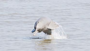 dolphin.jpg