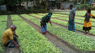 rangpur_tobacco-01.jpg