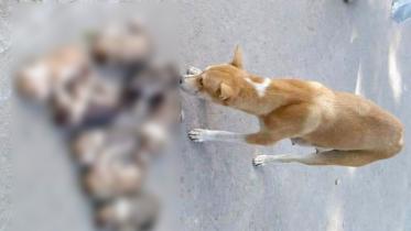 dogs.jpeg