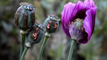 myanmar_opium.jpg