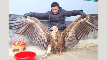 pabna-vulture-1.jpg