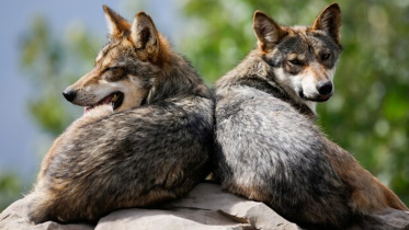 wolf.jpg