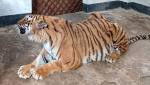 বাঘ