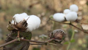 cotton_1.jpg