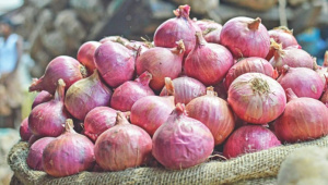 onion_29.jpg
