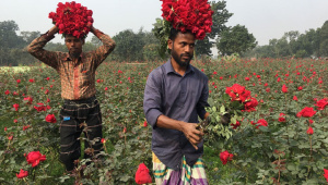 flower.jpg
