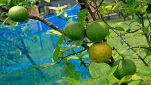 সাতকরা