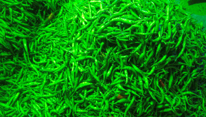 মরিচ