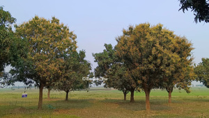 mango_rajshahi.jpg