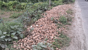potato-1