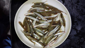 tatkini_fish_26may25.jpg