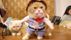 cat_show1_barishal_22oct25.jpg