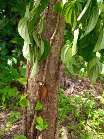 khasi_betel_leaf_pic_3.jpeg