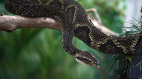 snake
